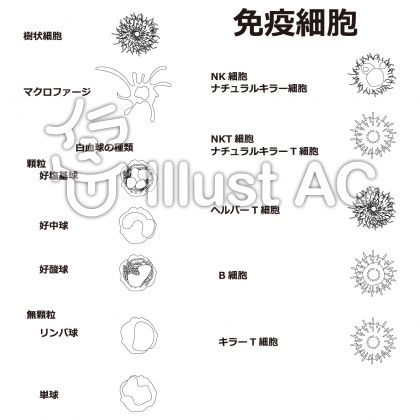 ナチュラルキラー細胞イラスト 無料イラストなら イラストac