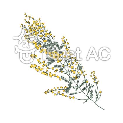 ミモザイラスト 無料イラストなら イラストac