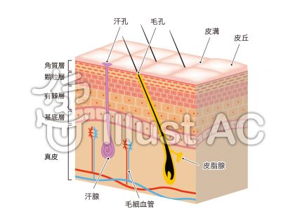 最も好ましい わかりやすい 皮膚 構造 イラスト 最高の画像壁紙bahd